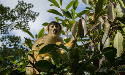 Londýnská zoo