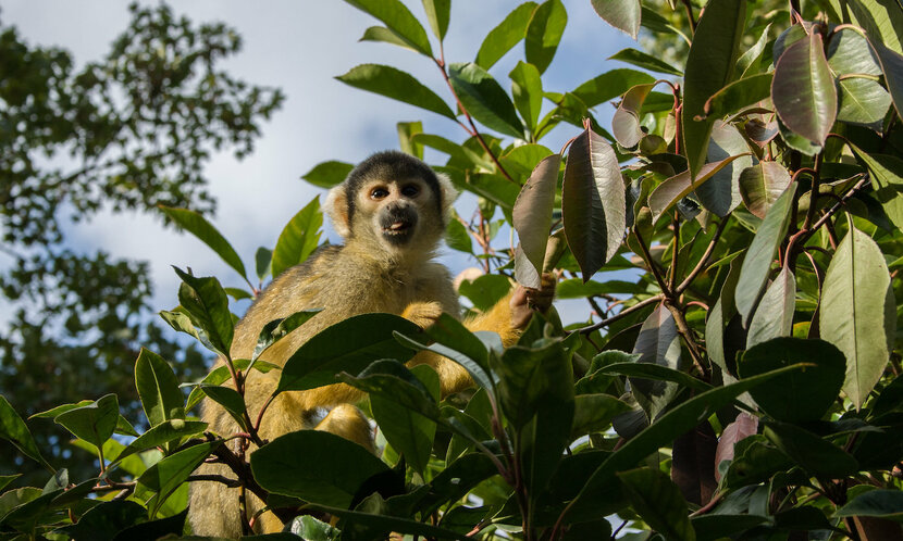 Londýnská zoo